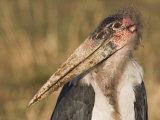 Marabou Stork Bill and Head Close-Up, Leptoptilos Crumeniferus, Maasai Mara, Kenya, Africa Photographic Print by Arthur Morris