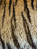 Close Up of the Bengal Tiger Fur and Stripe Pattern (Panthera Tigris) Photographic Print by Adam Jones