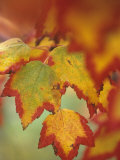 Red Maple Tree Leaves in their Fall Colors, Acer Rubrum, North America Lámina fotográfica por David Cavagnaro Red Maple Tree Leaves in their Fall Colors, Acer Rubrum, North America Lámina fotográfica por David Cavagnaro