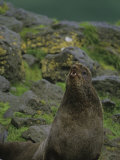 Male Northern Fur Seal, Callorhinus Ursinus, on Pribilof Island, Alaska, USA Photographic Print by Hugh Rose