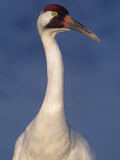Whooping Crane Head, , Grus Americana Photographic Print by Arthur Morris