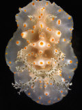 Solvin Zankl - Nudibranch - Fotografik Baskı Solvin Zankl - Nudibranch - Fotografik Baskı