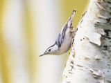 White-Breasted Nuthatch Walking Down a Birch Trunk (Sitta Carolinensis), North America Photographic Print by Steve Maslowski