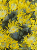 Living Rock or Stone Plants, Pleiospilos Peersii, in Bloom, South Africa Lámina fotográfica por Adam Jones