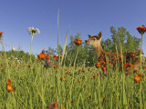 White-Tailed Deer, Odocoileus Virginianus Photographic Print by Jack Michanowski