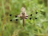 Twelve-Spotted Skimmer Dragonfly (Libellula Pulchella) Photographic Print by Robert Servrancky
