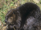 Beaver on Land Near a Pond (Castor Canadensis), North America Lámina fotográfica por Tom Walker