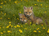 Red Fox Cubs Playing in a Field of Dandelions, Vulpes Vulpes, North America Photographie par Jack Michanowski