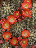 Claret Cup Cactus (Echinocereus Triglochidiatus) Blooming Photographic Print by Don Grall