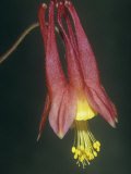 Columbine Flower, Aquilegia Canadensis, North America Photographie par Joe McDonald