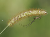 Long-Jawed Orb Weaver Spider (Tetragnatha Straminea) Photographic Print by Robert Servrancky
