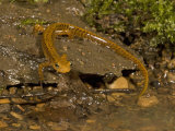 Long-Tailed Salamander Near a Pond, Eurycea Longicauda, Eastern North America Photographic Print by Joe McDonald