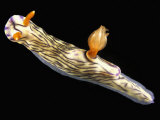 Solvin Zankl - Nudibranch Fotografická reprodukce