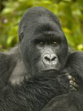 Mountain Gorilla, Gorilla Gorilla Beringei, Volcanoes National Park, Rwanda, Africa Fotografie-Druck von Joe McDonald