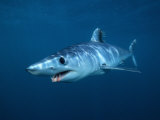 Shortfin Mako Shark (Isurus Oxyrinchus), California, USA Photographie par Richard Herrmann