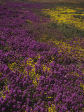 Field of Purple Owls Clover, Orthocarpus Purpurescens, Antelope Valley, California, USA Lámina fotográfica por Gerald & Buff Corsi