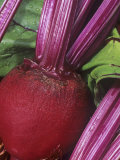 Beet (Beta Vulgaris), Early Wonder Tall Top Variety Photographic Print by Wally Eberhart
