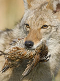 Coyote (Canis Latrans) with Bobwhite Quail Prey in its Mouth, North America Photographie par Steve Maslowski