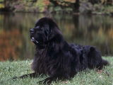 Newfoundland Variety of Domestic Dog Lámina fotográfica por Cheryl Ertelt