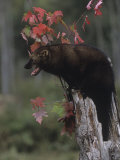 An Aggressive Fisher, Martes Pennanti, in a Hollow Tree, North America Lámina fotográfica por Jack Michanowski