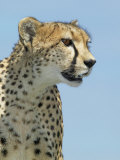 Cheetah, Acinonyx Jubatus, Face, on the Lookout for Prey, Masai Mara Game Reserve, Kenya, Africa Lámina fotográfica por Joe McDonald Cheetah, Acinonyx Jubatus, Face, on the Lookout for Prey, Masai Mara Game Reserve, Kenya, Africa Lámina fotográfica por Joe McDonald