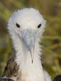 Great Frigatebird, Large Chick, North Seymour Island, Galapagos, Ecuador Lámina fotográfica por Arthur Morris Great Frigatebird, Large Chick, North Seymour Island, Galapagos, Ecuador Lámina fotográfica por Arthur Morris