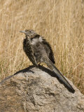 Greater Roadrunner (Geococcyx Californianus) Sunbathing on a Rock, Arizona, USA Lámina fotográfica por Charles Melton