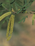 Velvet Mesquite Tree Flowers and Leaves (Prosopis Velutina), Sonoran Desert, Arizona, USA Fotografie-Druck von Walt Anderson
