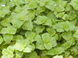 Apple Mint (Mentha Rotundifolia) Is a Herb and Is Often Used for Making Jelly or Tea Photographic Print