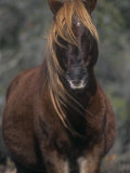 Chincoteague Pony Face, Assateague National Wildlife Refuge, Maryland, USA Photographic Print by Rob & Ann Simpson
