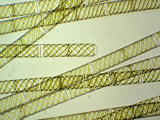 Strands of the Green Algae Spirogyra with Chloroplasts Photographic Print by Tom Adams