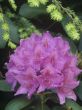 Flowering Rosebay Rhododendron, Rhododendron Maximum, Eastern North America Photographic Print by Adam Jones