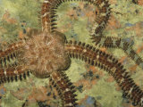 Daisy Brittle Star, Ophiopholis Aculeata, North America Photographic Print by Gustav W. Verderber