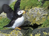 Horned Puffin, Fratercula Corniculata, St. Paul Island, Pribilof Islands, Alaska, USA Photographic Print by Arthur Morris