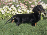 Daschund, 4 Month Old, Standing in Garden Photographic Print by Cheryl Ertelt
