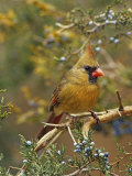 A Female Northern Cardinal (Cardinalis Cardinalis) in Red Cedar, Eastern North America Photographie par Steve Maslowski