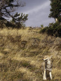 Coyote Hunting, Canis Latrans, Montana, USA Photographic Print by Gerald & Buff Corsi