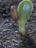 Thistle Seedling with the Seed Coat and Cotyledons, Cirsium Photographic Print by Jerome Wexler
