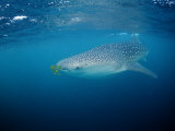 Whale Shark (Rhincodon Typus) with Pilot Fishes, Maldives, Indian Ocean, Meemu Atoll Photographie par Reinhard Dirscherl