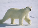 Polar Bear Walking across Snow and Ice, Ursus Maritimus, Svalbard, Norway Photographic Print by Fritz Polking