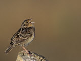 Grasshopper Sparrow (Ammodramus Savannarum) Singing, Eastern USA Photographic Print by Tom Ulrich