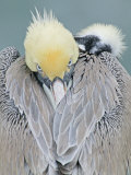 Brown Pelican (Pelecanus Occidentalis) Photographic Print by Arthur Morris