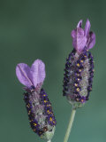English Lavender Flowers (Lavandula Officinalis) Photographic Print by Ray Coleman