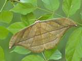 Saturnid Moth Adult Male (Copaxa Decreasens). Ecuador Photographic Print by Leroy Simon