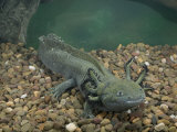 Mexican Axolotl, Ambystoma Mexicanum, a Neotenic Tiger Salamander Underwater, Mexico Photographic Print by Joe McDonald