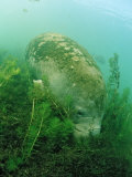 Eating West Indian Manatee, Trichechus Manatus Latirostris, Usa, Florida, Fl, Everglades Fotografie-Druck von Reinhard Dirscherl