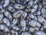 Goose Barnacles on an Intertidal Rock, Pollicipes Polymerus, Pacific Coast of North America Photographic Print by Doug Sokell