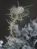 Beard Lichen (Usnea Strigosa), North America Lámina fotográfica por Leroy Simon