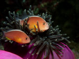Skunk Anemonefishes (Amphiprion Sandaracinos) in a Sea Anemone, Indian Ocean, Andaman Sea Photographic Print by Reinhard Dirscherl