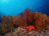 Red Starfish and Coral Reef, Asteroidea, Mexico, Sea of Cortez, Baja California, La Paz Photographie par Reinhard Dirscherl